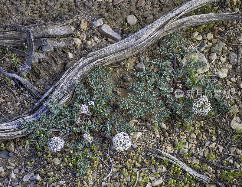 内华达Lomatium, Lomatium nevadense，大盆地国家公园，内华达州。大盆地沙漠。伞形科的家庭。工厂。